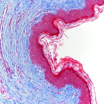 A cover of "Textures" cluster. The owner is tolentino. The cluster consists of 42 elements.
