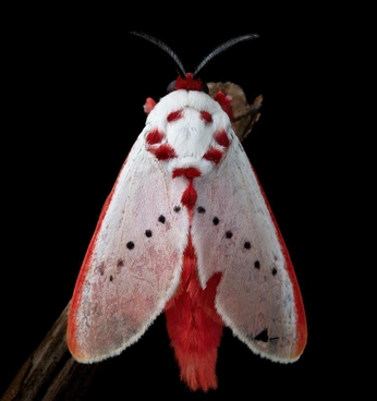 A cover of "animals" cluster. The owner is takenfromthevoid. The cluster consists of 1 element.