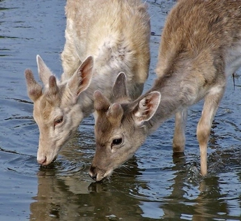 A cover of "Gods creations" cluster. The owner is athenseclipsara. The cluster consists of 79 elements.