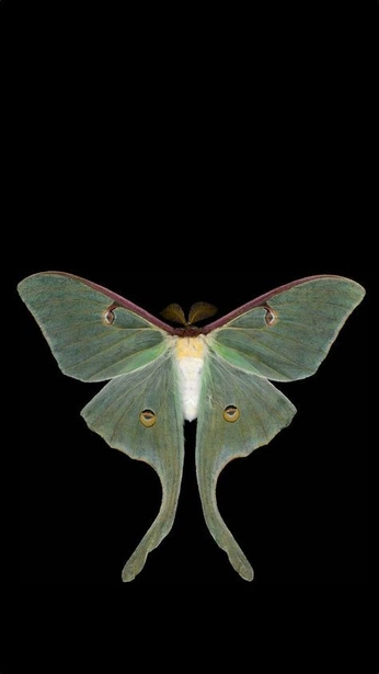 A cover of "Butterflys etc" cluster. The owner is artisbeautiful. The cluster consists of 23 elements.