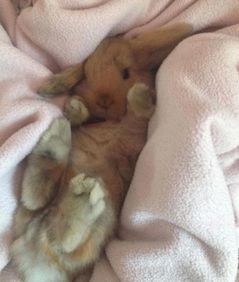 A cover of "Jackie Taylor" cluster. The owner is hubbafruity. The cluster consists of 13 elements.