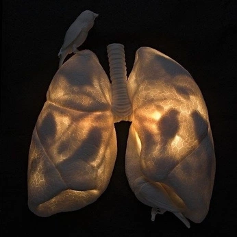 A cover of "LUNG" cluster. The owner is candacemarie. The cluster consists of 4 elements.