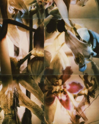 A cover of "foliage that speaks" cluster. The owner is collagekid. The cluster consists of 1 element.