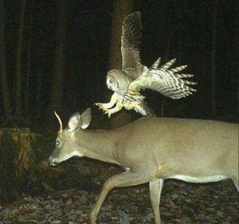 A cover of "Cover Jas" cluster. The owner is pirhana. The cluster consists of 18 elements.