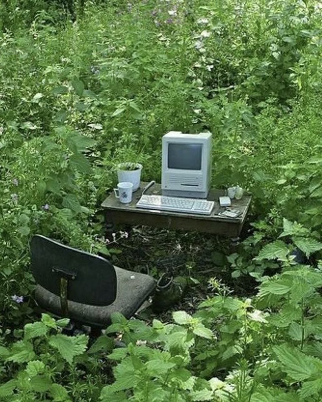 An Instagram  post added on Jun 26, 2024. The author is @hidden.ny. May present: hope this email never finds you, plant, plant community, personal computer, computer.
