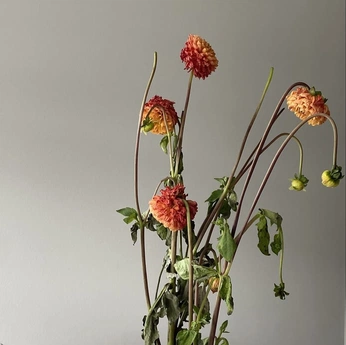 A cover of "flowers" cluster. The owner is hg.thngann. The cluster consists of 5 elements.