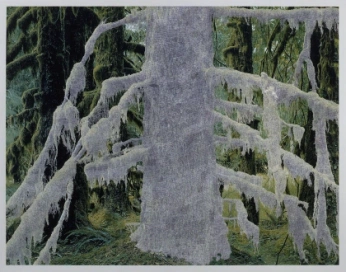 A cover of "Project - Wander" cluster. The owner is florisnemis. The cluster consists of 8 elements.