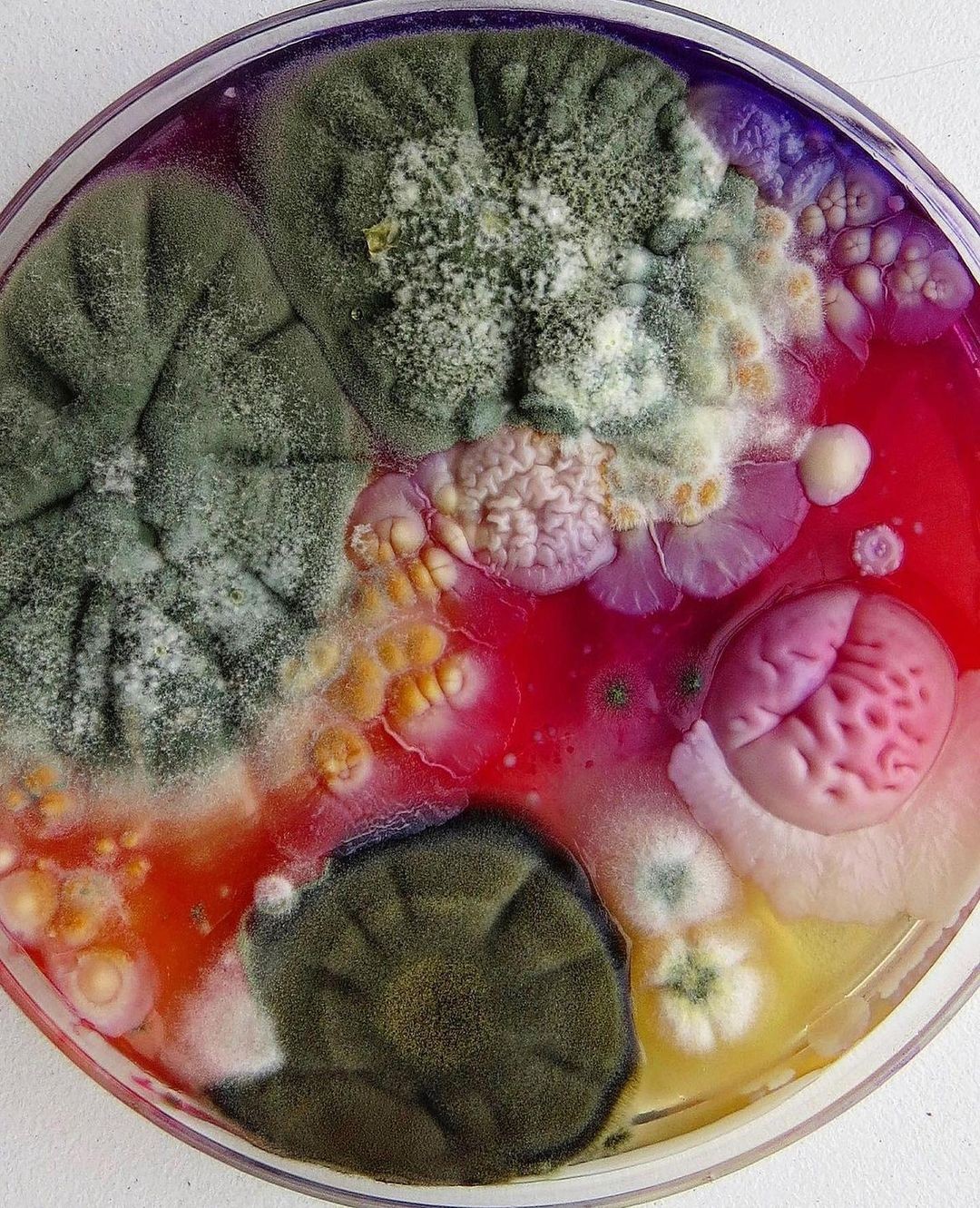 An Instagram  post added on Jan 23, 2024. The author is @the.pinklemonade. May present: colorful mold, mold, food, dishware, ingredient.