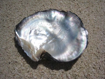 A cover of "Sea" cluster. The owner is lunamyosotis. The cluster consists of 21 elements.