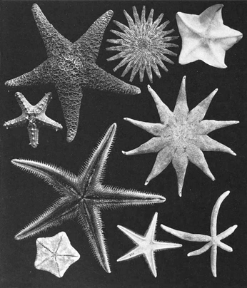 A cover of "Star" cluster. The owner is xcgmanu. The cluster consists of 4 elements.