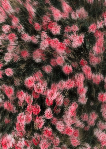 A cover of "Pink_" cluster. The owner is manonadl. The cluster consists of 2 elements.