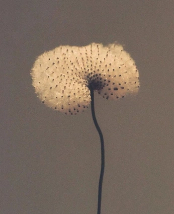 A cover of "Flora" cluster. The owner is doasalicedoes. The cluster consists of 9 elements.