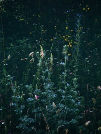 A cover of "Herbal Love" cluster. The owner is nassima. The cluster consists of 14 elements.