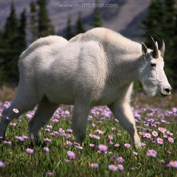 A cover of "Nature" cluster. The owner is notbylght. The cluster consists of 55 elements.