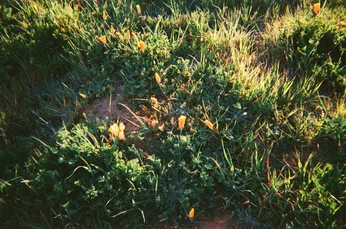 A cover of "solis" cluster. The owner is kaleostea. The cluster consists of 4 elements.