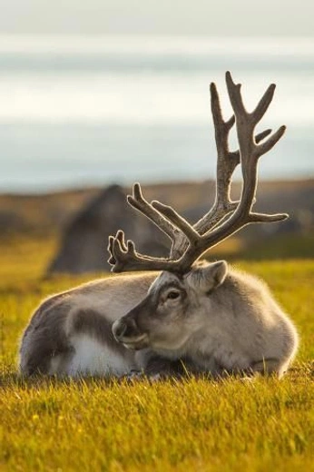 A cover of "Animals" cluster. The owner is gpsdesignstudio. The cluster consists of 34 elements.