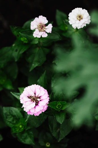 A cover of "Floral" cluster. The owner is rosaveldkamp. The cluster consists of 11 elements.