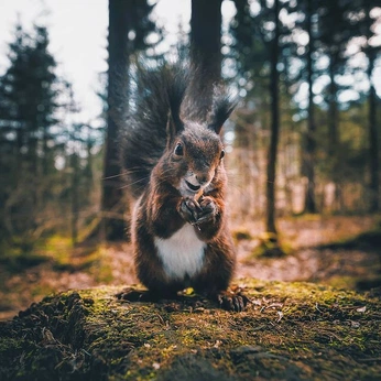 A cover of "Squirrel" cluster. The owner is scottishimo. The cluster consists of 3 elements.