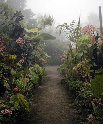 A cover of "blooming jungel" cluster. The owner is piarodri. The cluster consists of 57 elements.
