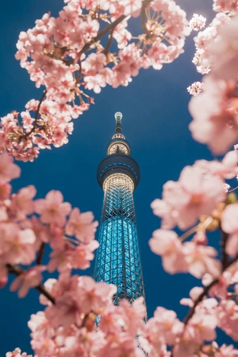 A cover of "Flower" cluster. The owner is yunnn. The cluster consists of 1 element.