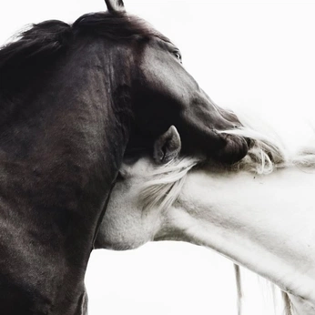 A cover of "Duality" cluster. The owner is cosmos. The cluster consists of 51 elements.