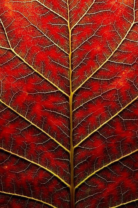 Thumbnail of Found on Cosmos