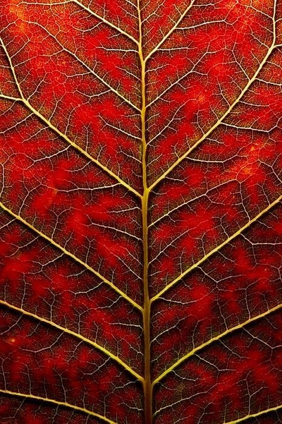 An image added by cynthia01 on Apr 24, 2023. May present: art, terrestrial plant, pattern, leaf, natural material.