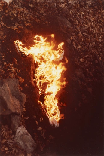 A cover of "Macafotia" cluster. The owner is pindorama. The cluster consists of 127 elements.