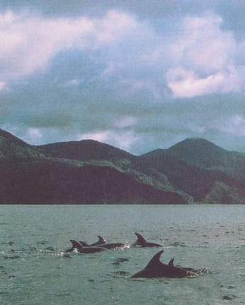 A cover of "stormy island" cluster. The owner is kruthii. The cluster consists of 14 elements.