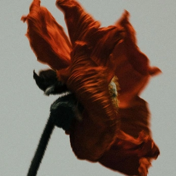 A cover of "the wild child" cluster. The owner is nunyabeezwax. The cluster consists of 35 elements.