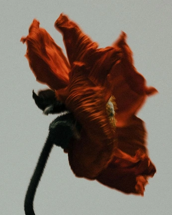 A cover of "botanical." cluster. The owner is visualvrchive. The cluster consists of 6 elements.