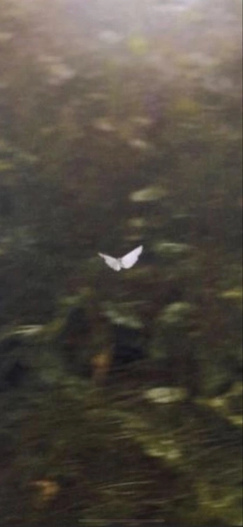 A cover of "I LIKE IT :)" cluster. The owner is jakebelmonte. The cluster consists of 3 elements.