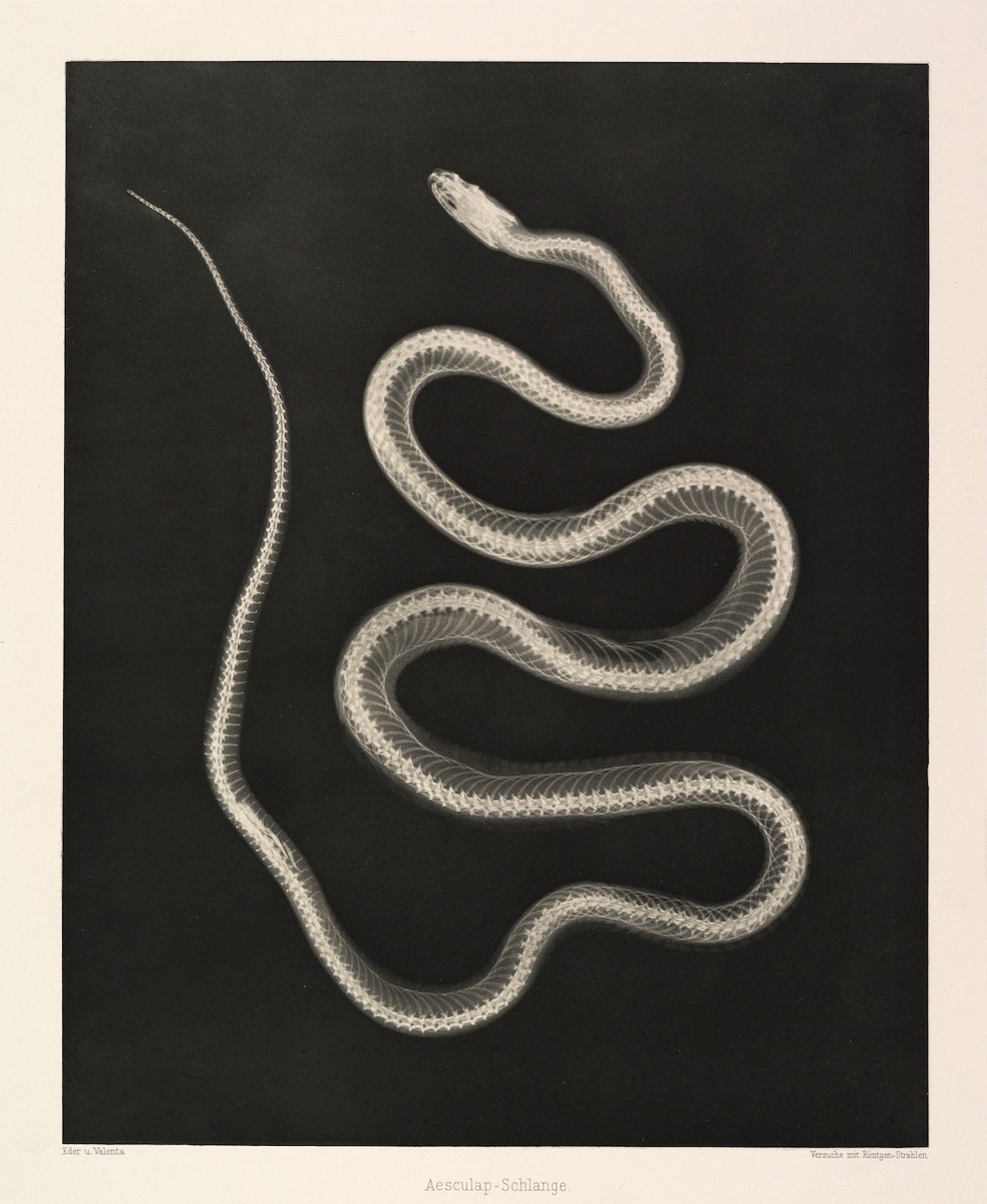 An image added by cosmos on Jul 10, 2024. May present: josef maria eder and eduard valenta, aesculapian snake, photography.
