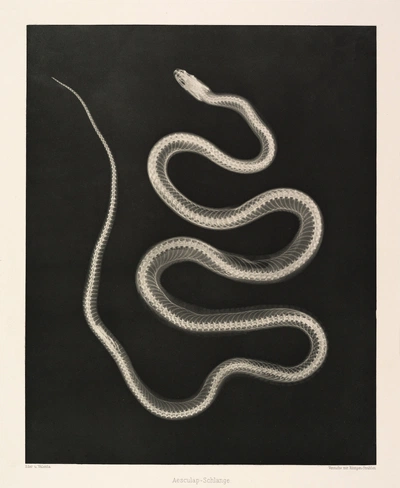 An image added by cosmos on Jul 10, 2024. May present: josef maria eder and eduard valenta, aesculapian snake, photography.