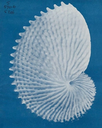 A cover of "Design" cluster. The owner is fayzed. The cluster consists of 49 elements.