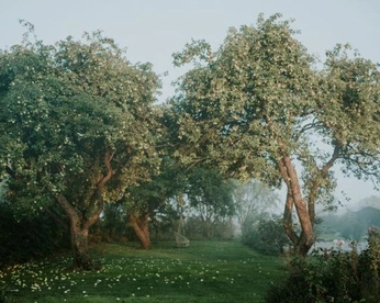 A cover of "Hazel" cluster. The owner is hazelloo. The cluster consists of 42 elements.