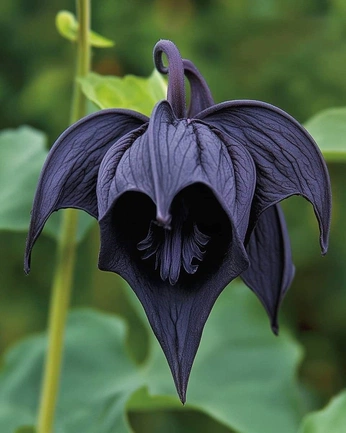 A cover of "blomster\planter" cluster. The owner is zombigirl. The cluster consists of 56 elements.