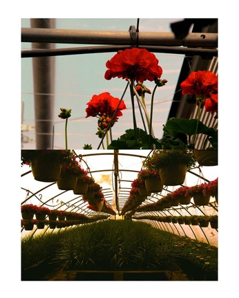 A cover of "photography" cluster. The owner is nikeco.jp. The cluster consists of 2 elements.