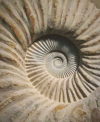 A cover of "spiral" cluster. The owner is alinaackwonu. The cluster consists of 21 elements.