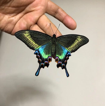 A cover of "NATURE" cluster. The owner is laurahelmerr. The cluster consists of 11 elements.