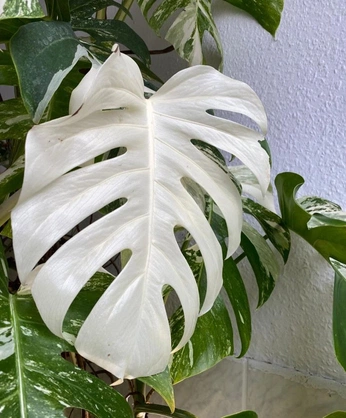 A cover of "Monaster" cluster. The owner is ericks. The cluster consists of 18 elements.