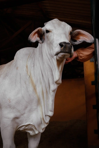 A cover of "Fazenda St. Clara" cluster. The owner is la.depaula. The cluster consists of 8 elements.