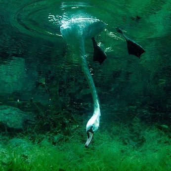 A cover of "magical nature" cluster. The owner is ateez. The cluster consists of 83 elements.