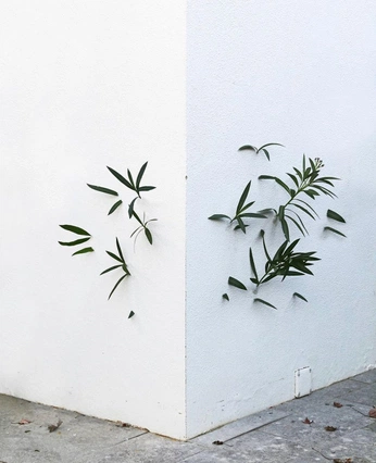 A cover of "Concepto/¿como le hago?" cluster. The owner is cmilo. The cluster consists of 1 element.