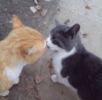 A cover of "kittiesss" cluster. The owner is jisusus. The cluster consists of 1 element.