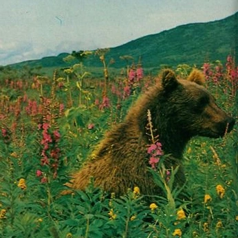 A cover of "bear" cluster. The owner is hee2ro. The cluster consists of 7 elements.