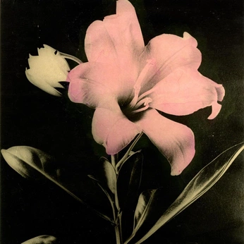 A cover of "₍ᐢ._.ᐢ₎ 💗" cluster. The owner is batmanhimself. The cluster consists of 13 elements.