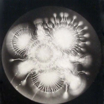 A cover of "cosmos" cluster. The owner is yhua11. The cluster consists of 42 elements.