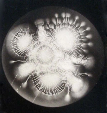 A cover of "Ernst Haeckel" cluster. The owner is yonick.studio. The cluster consists of 95 elements.