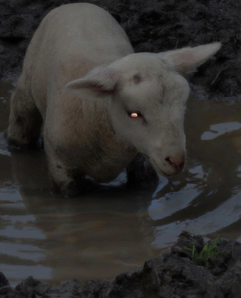 A cover of "dark but just a game" cluster. The owner is moonbabe. The cluster consists of 5 elements.